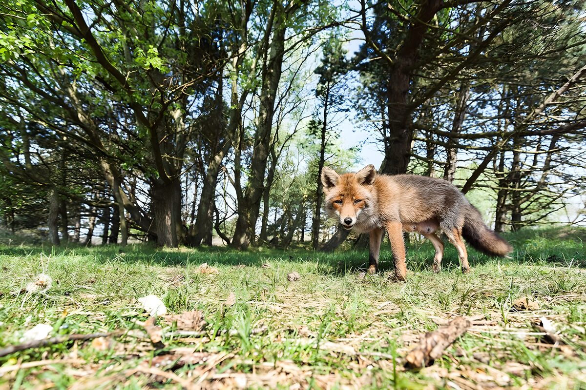 Vossen in het bos