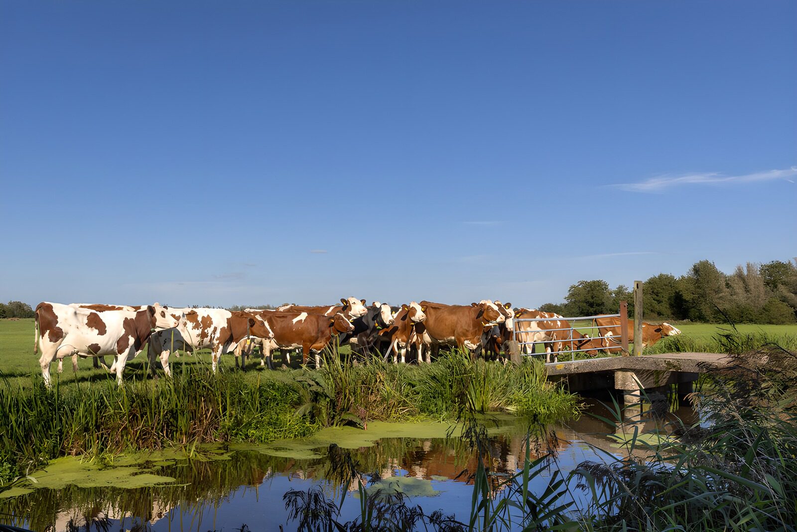 TP61858: Koeien bij een brug in het groene landschap