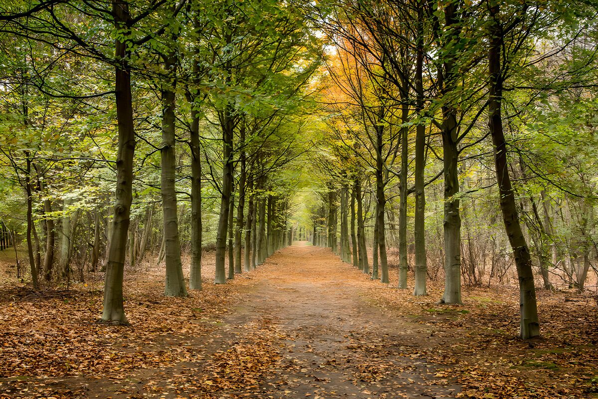 TP31508: Rustige Wandelroute door het Bos