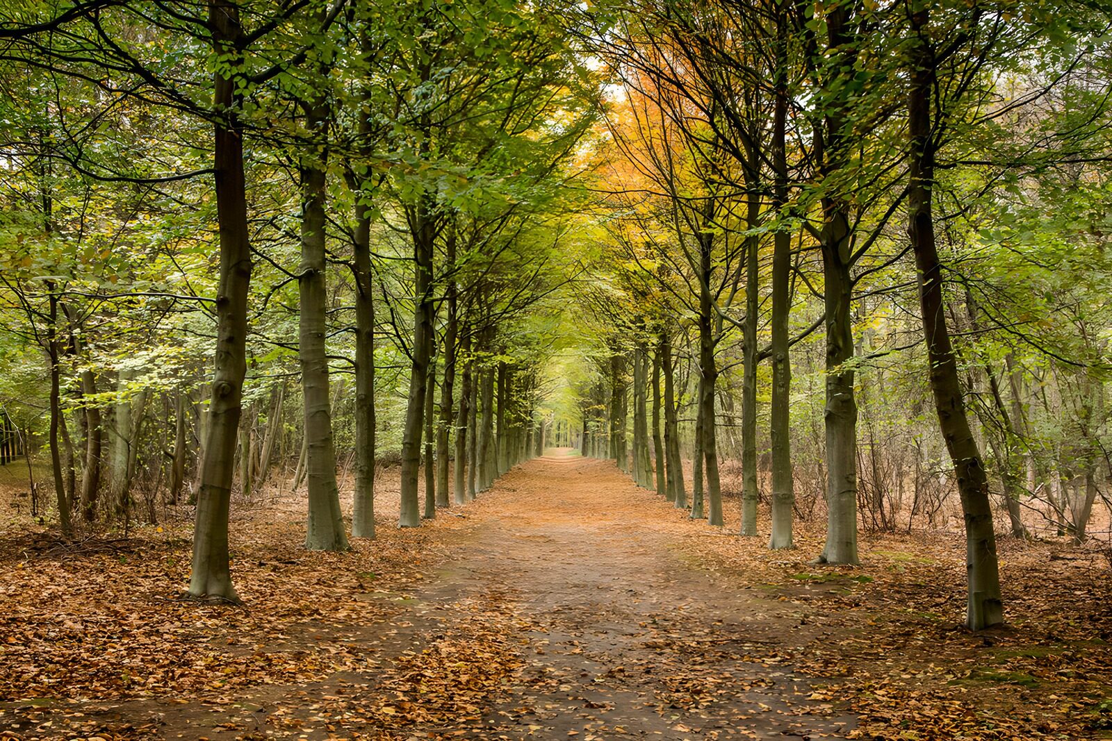 TP31508: Rustige Wandelroute door het Bos