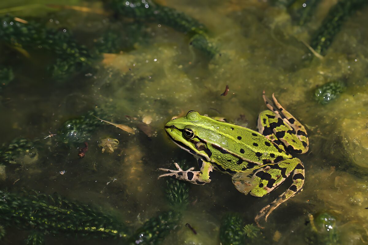 Groene kikker in het water