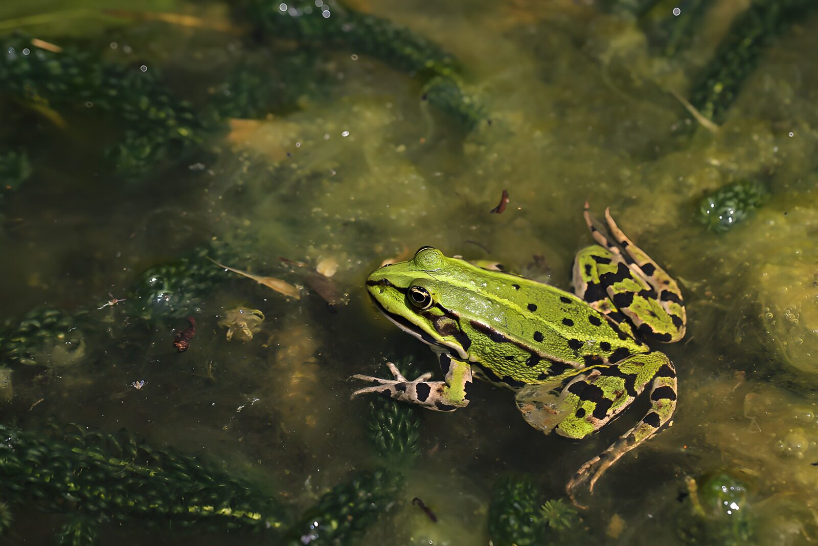 TP97708: Groene kikker in het water