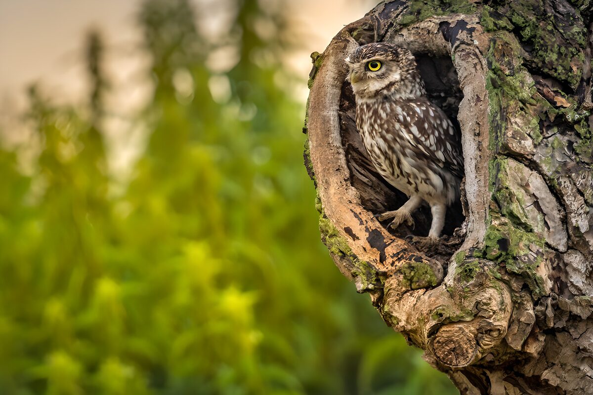 Kleine uil in zijn nest