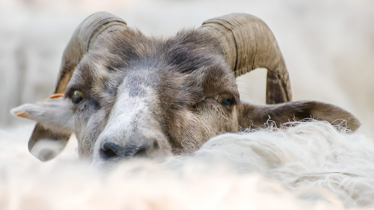 Schapenhoofd tussen wol