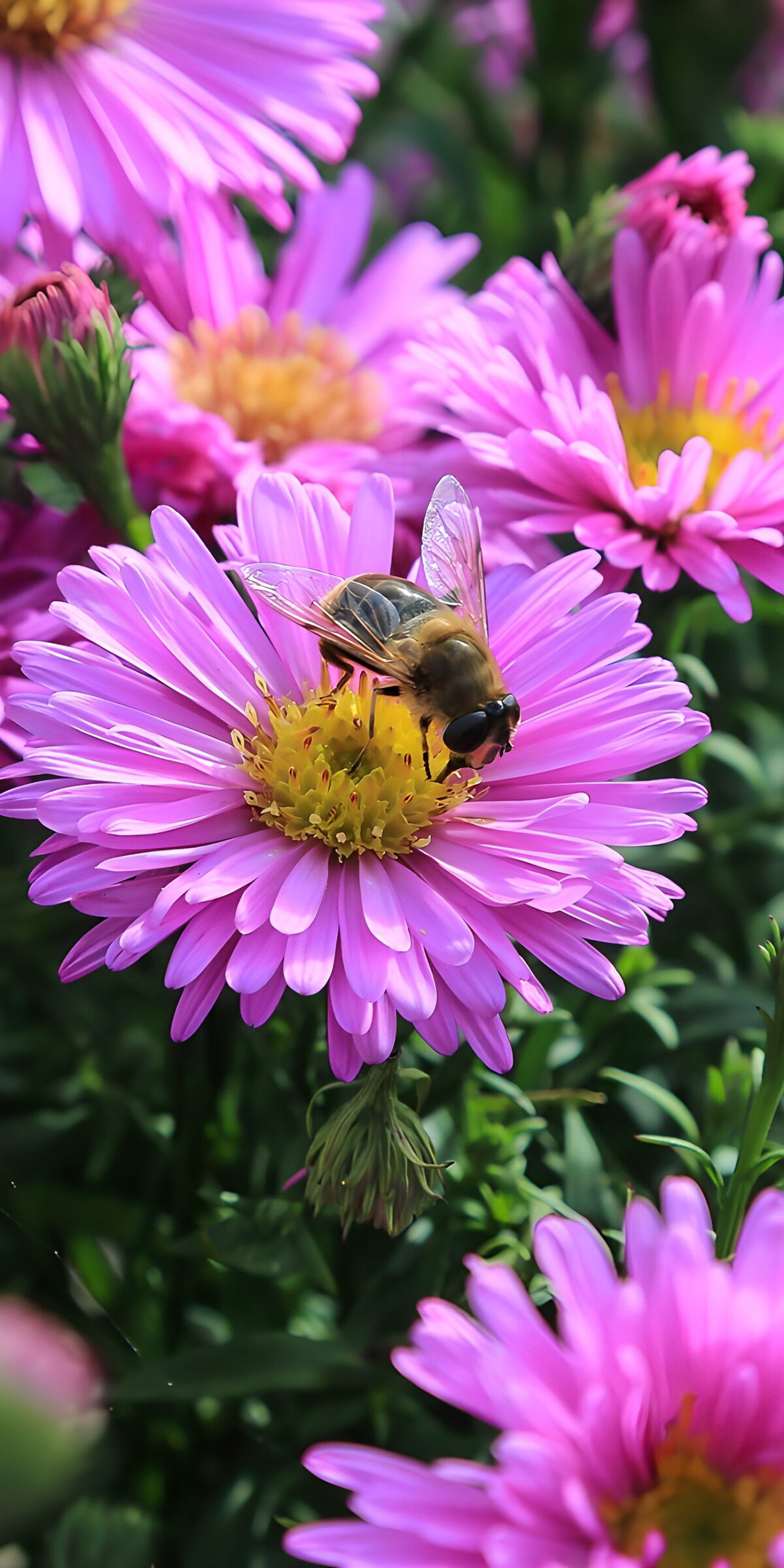 TP88076: Bij op roze bloemen