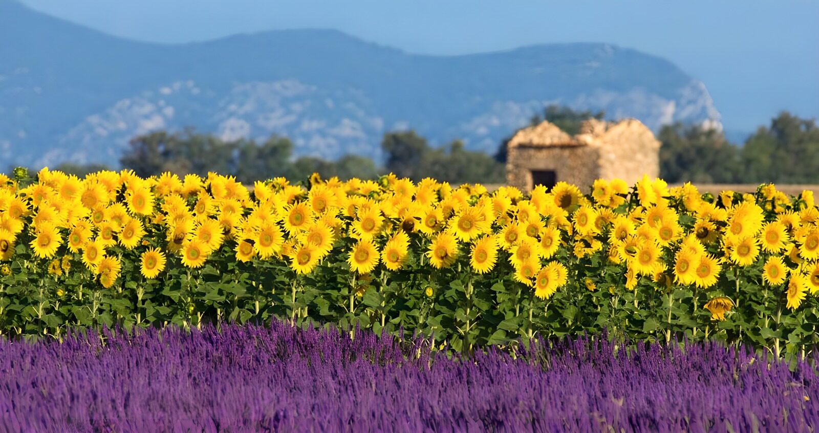 TP89300: Lavendel veld met zonnebloemen en oud huis