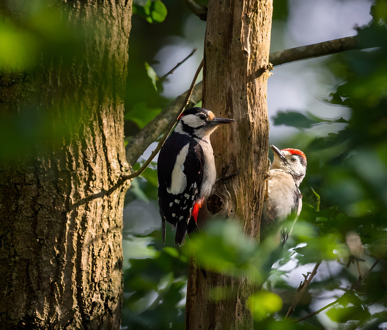 TP97268: Twee spechten op een boomstam