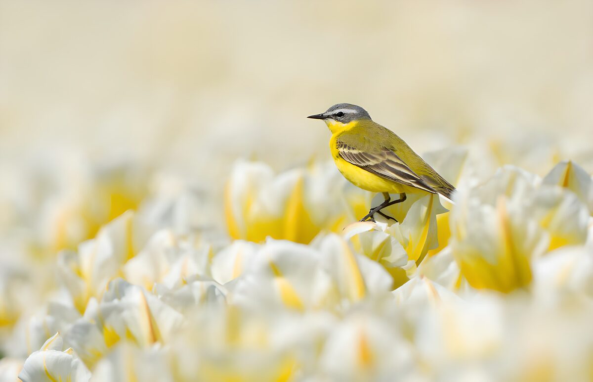Gele Kwikstaart tussen Tulpen