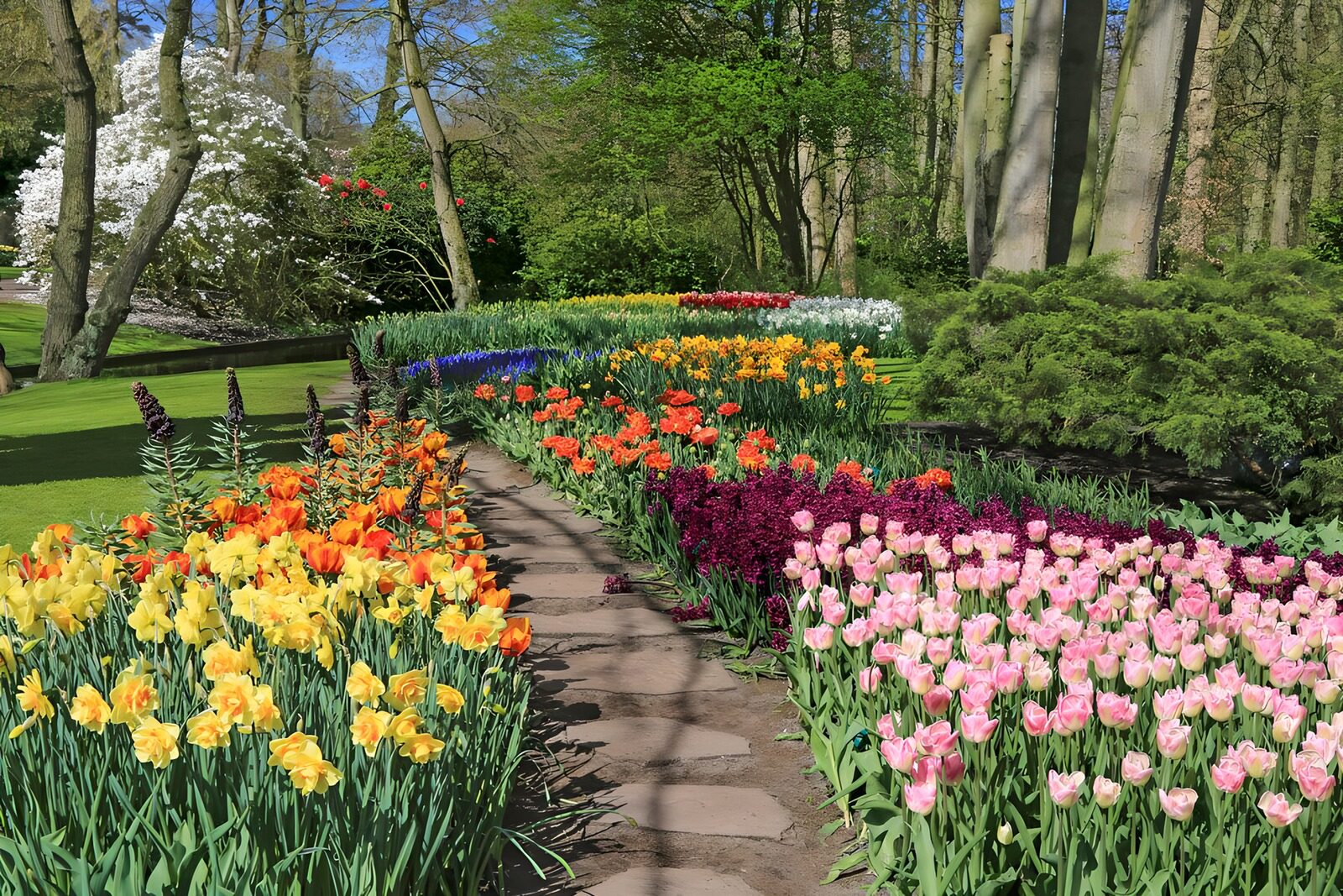 TP80448: Pad door tulpen en narcissen in de keukenhof