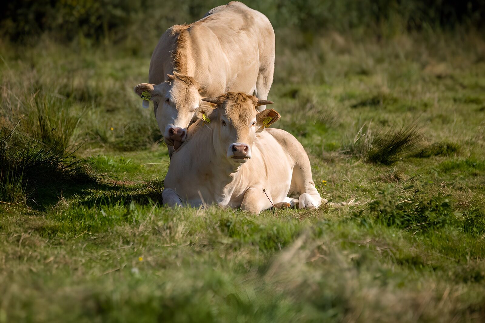 TP30308: Rustige koeien op het groene gras