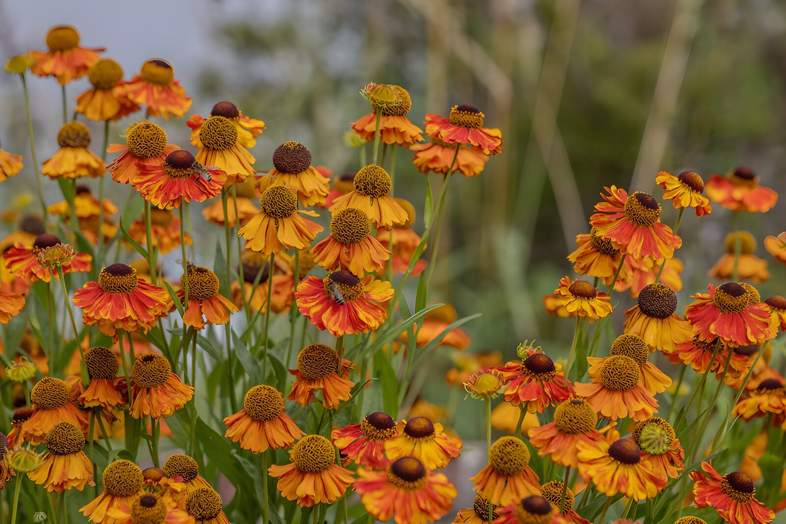 TP32455: Stralende oranje bloemenpracht