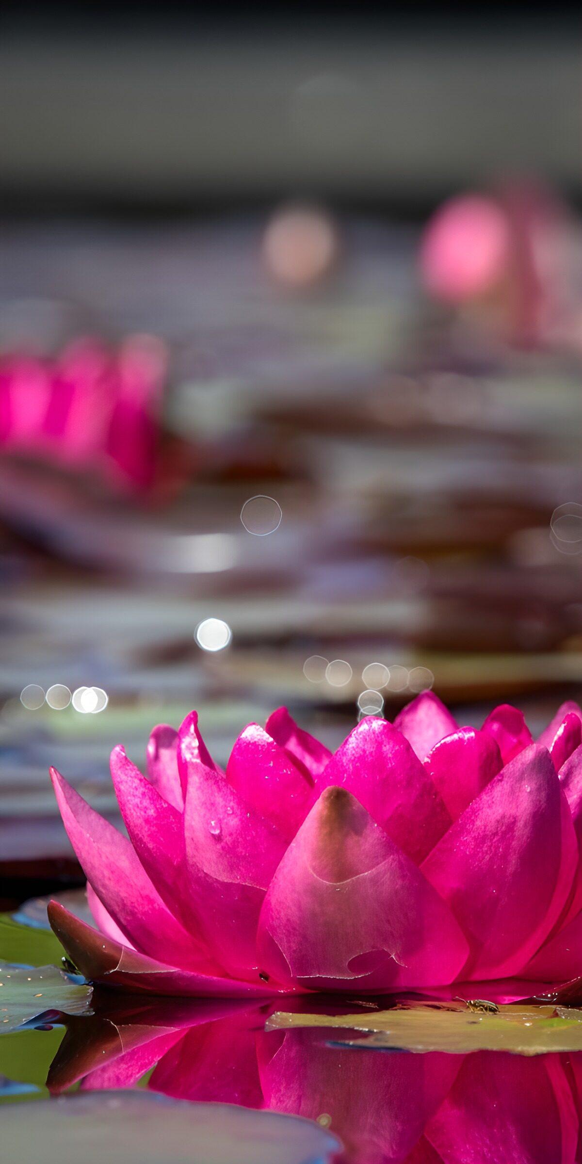 TP67674: Prachtige Roze Waterlelies op het Water
