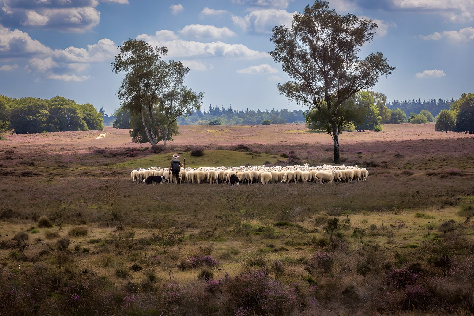 TP45137: Schapendrijver in weelderig landschap