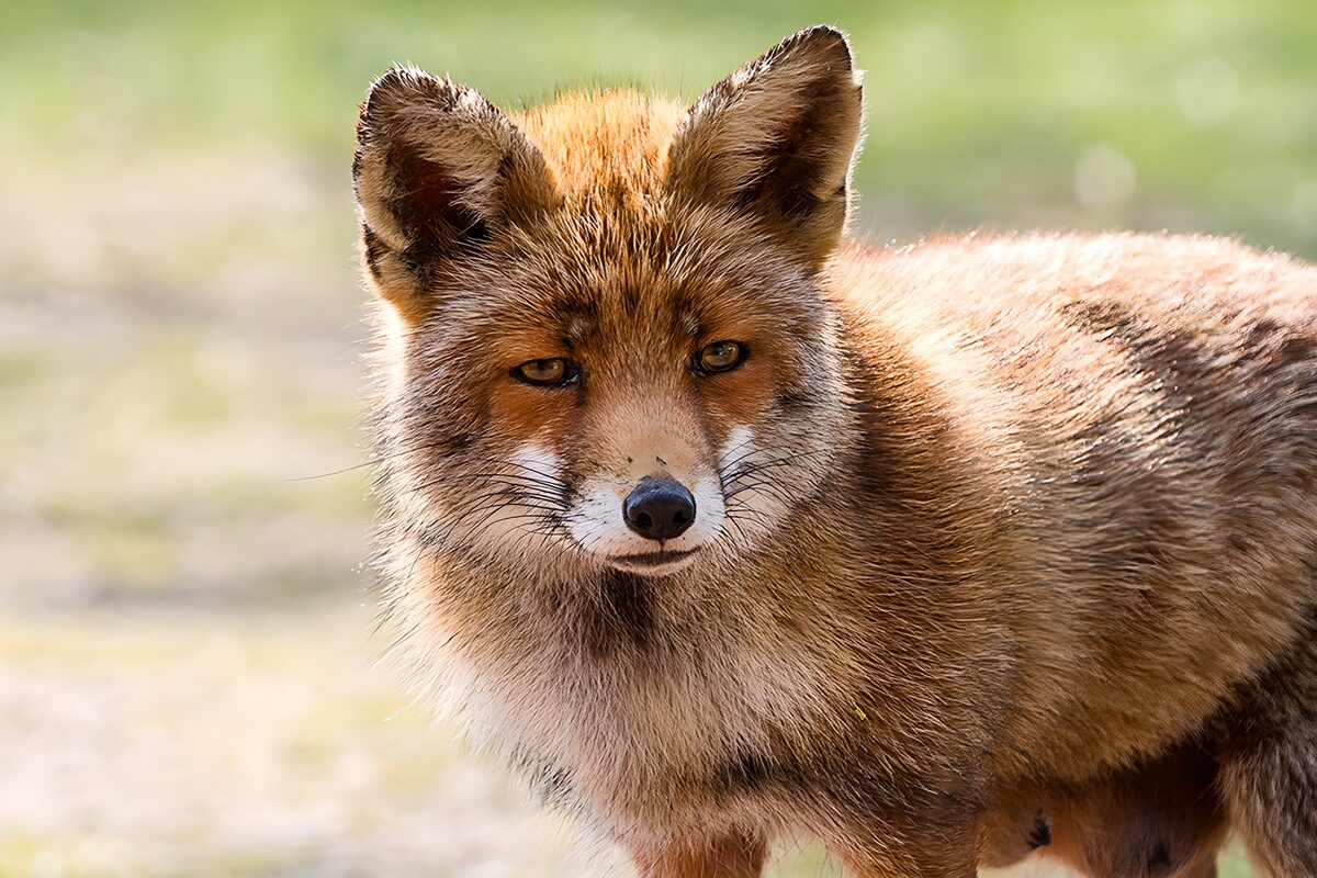 Schattige vos in het wild