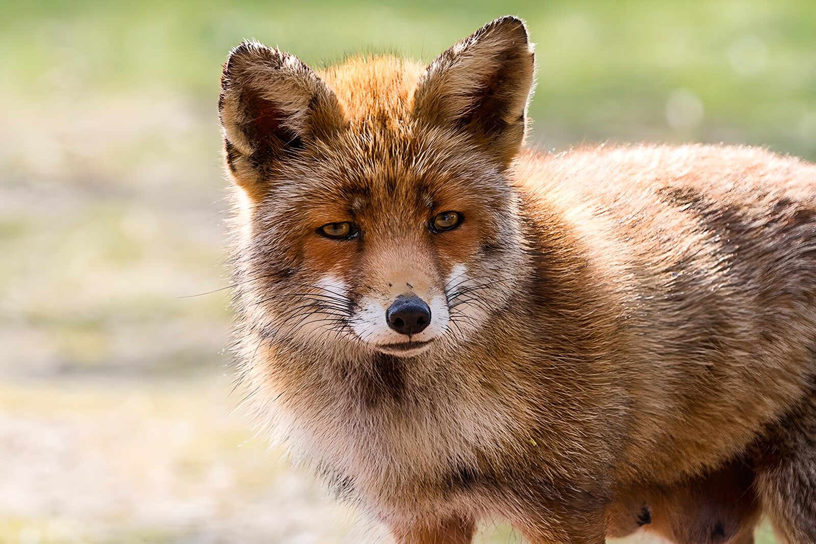 TP24832: Schattige vos in het wild