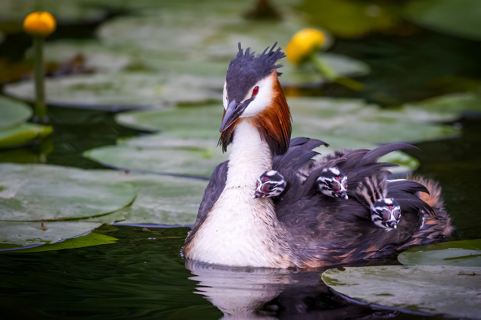 TP37915: Fuut met jongen op het water