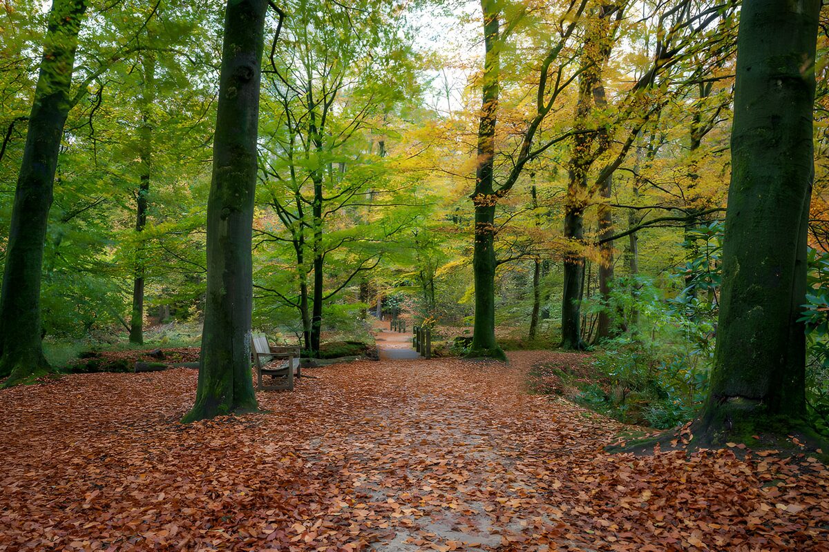 Herfstwandeling in het Bos