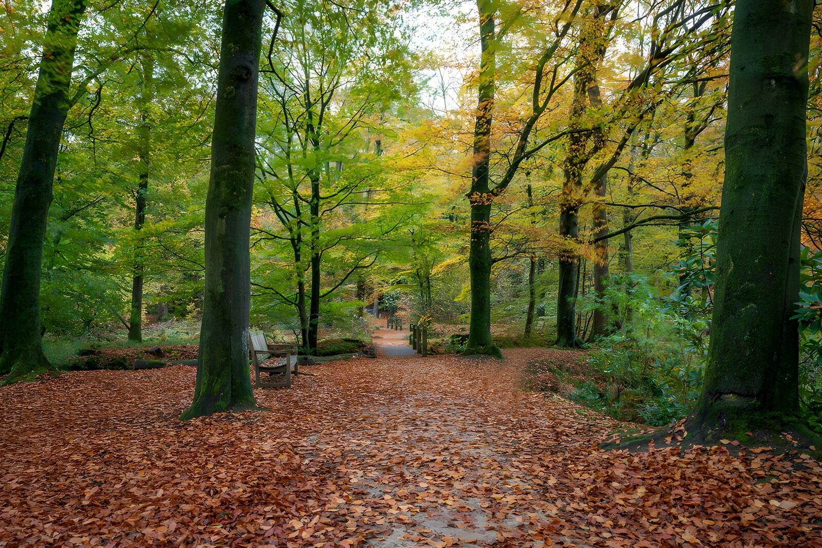 TP96067: Herfstwandeling in het Bos