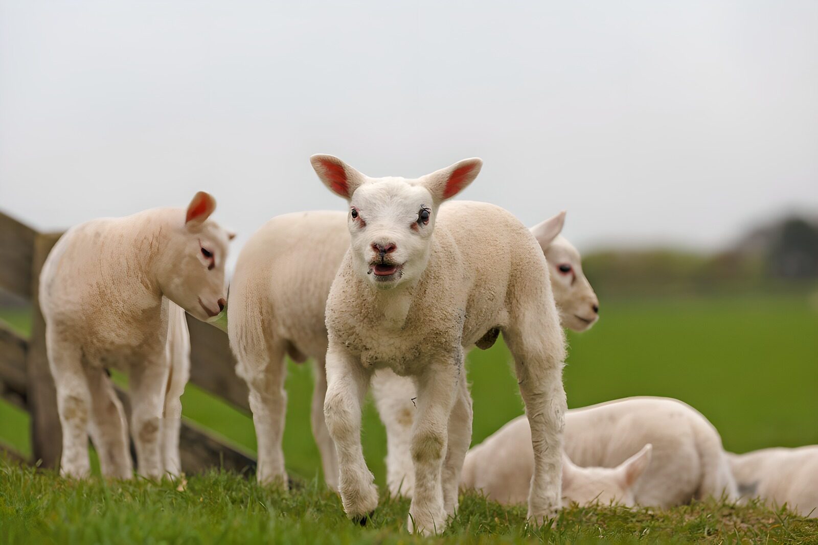TP56015: Schattige lammetjes in een groene weide