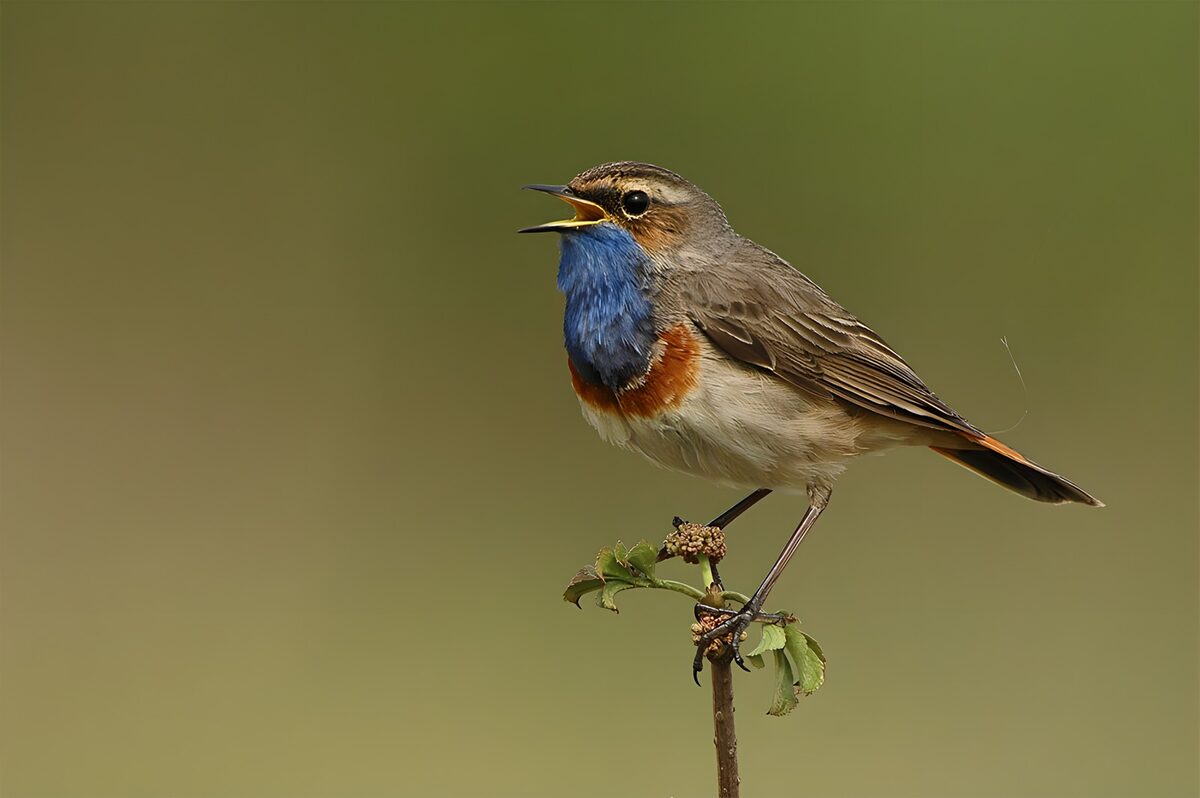 Zingende Blauwe Roodstaart