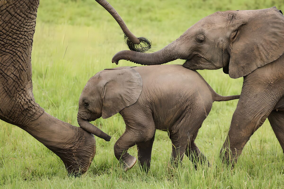 Olifantenfamilie in de natuur