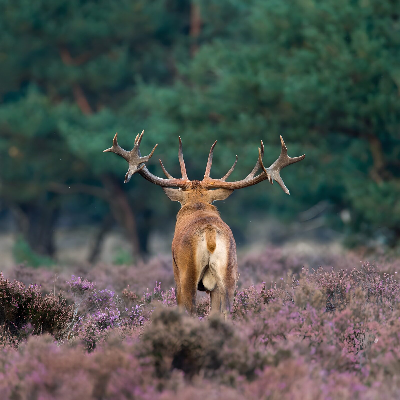 TP73156: Mannelijke edelhert in bloeiende heide