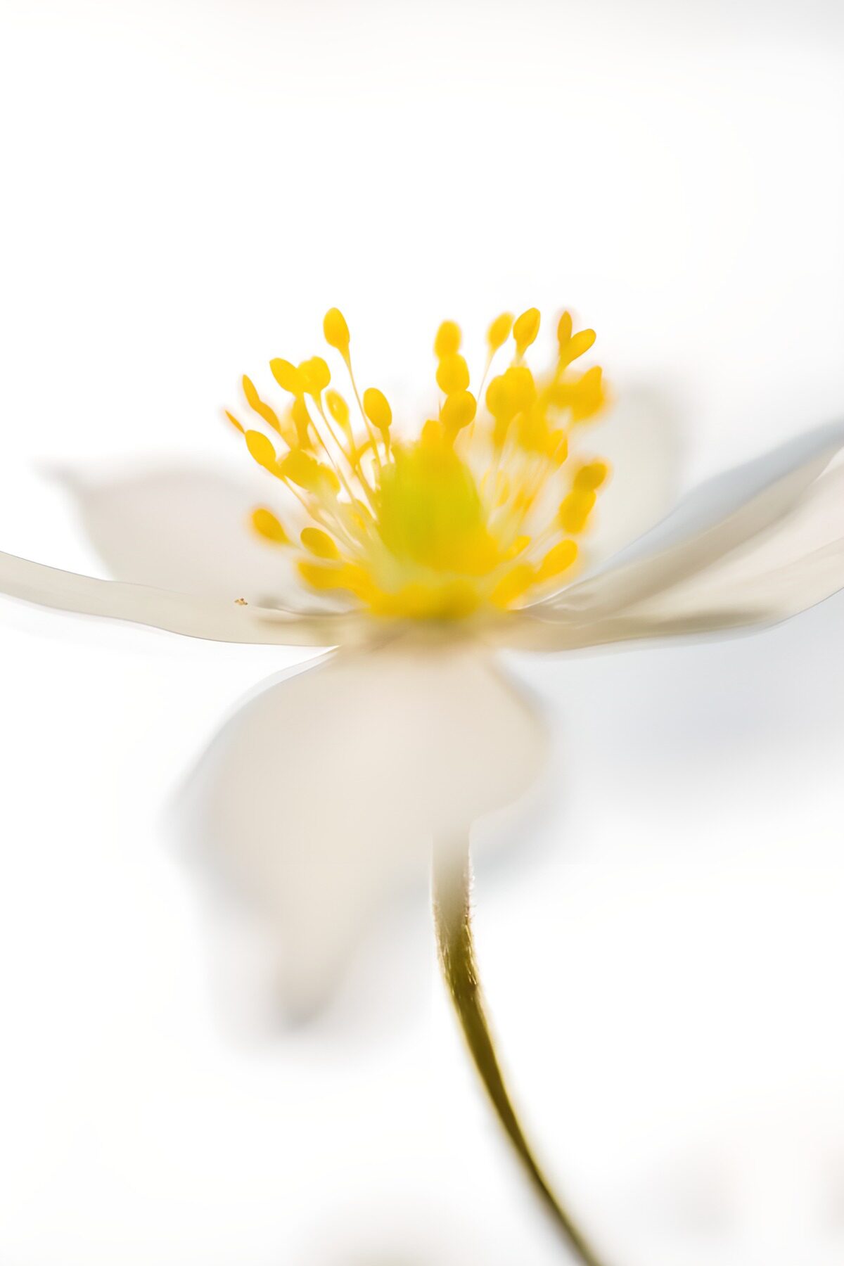 Witte bloem met gele meeldraden