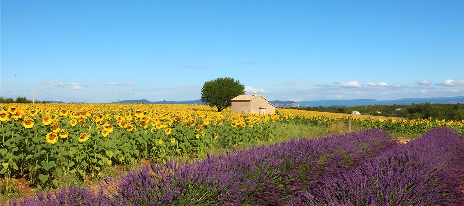 TP14132: Panorama met huisje, zonnebloemen en lavendel