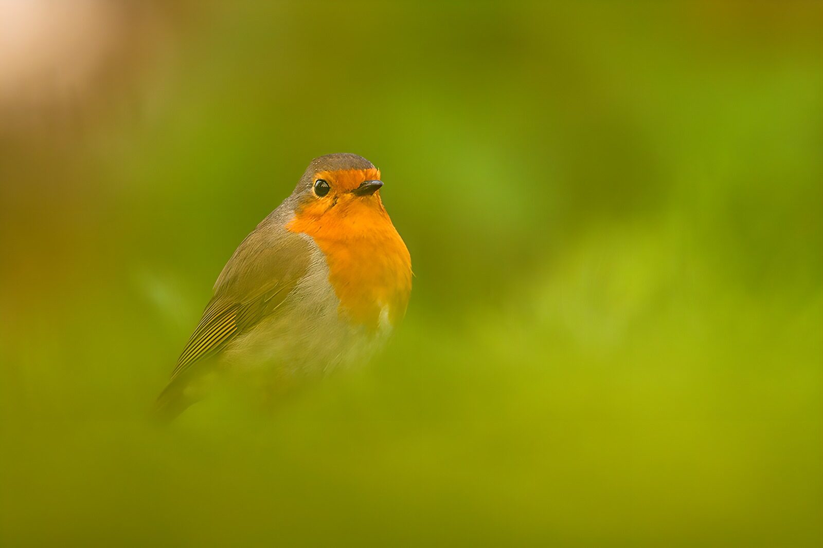 TP55076: Schattige roodborst in de natuur