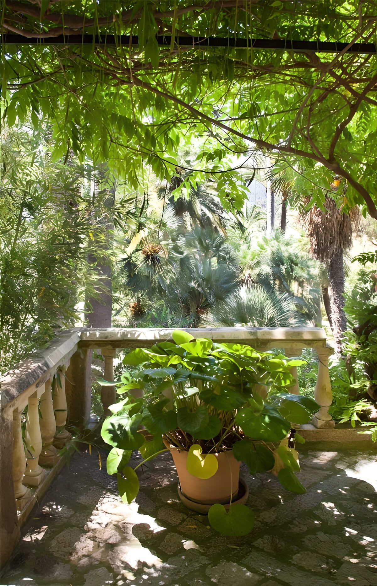 Groene rustplek in een tropische tuin