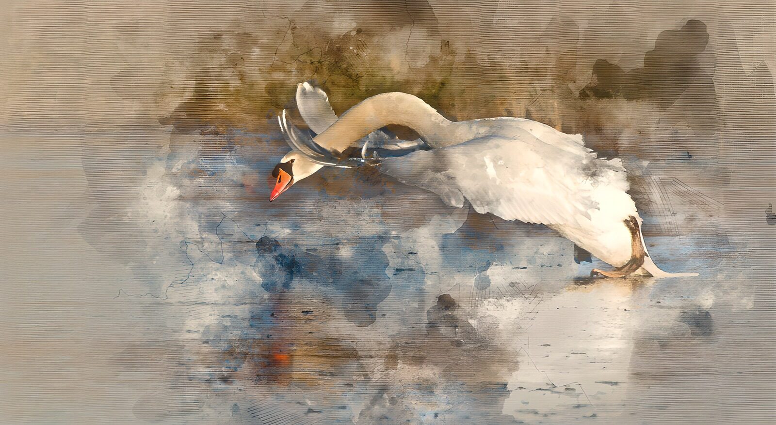 TP80759: Elegante zwaan in beweging