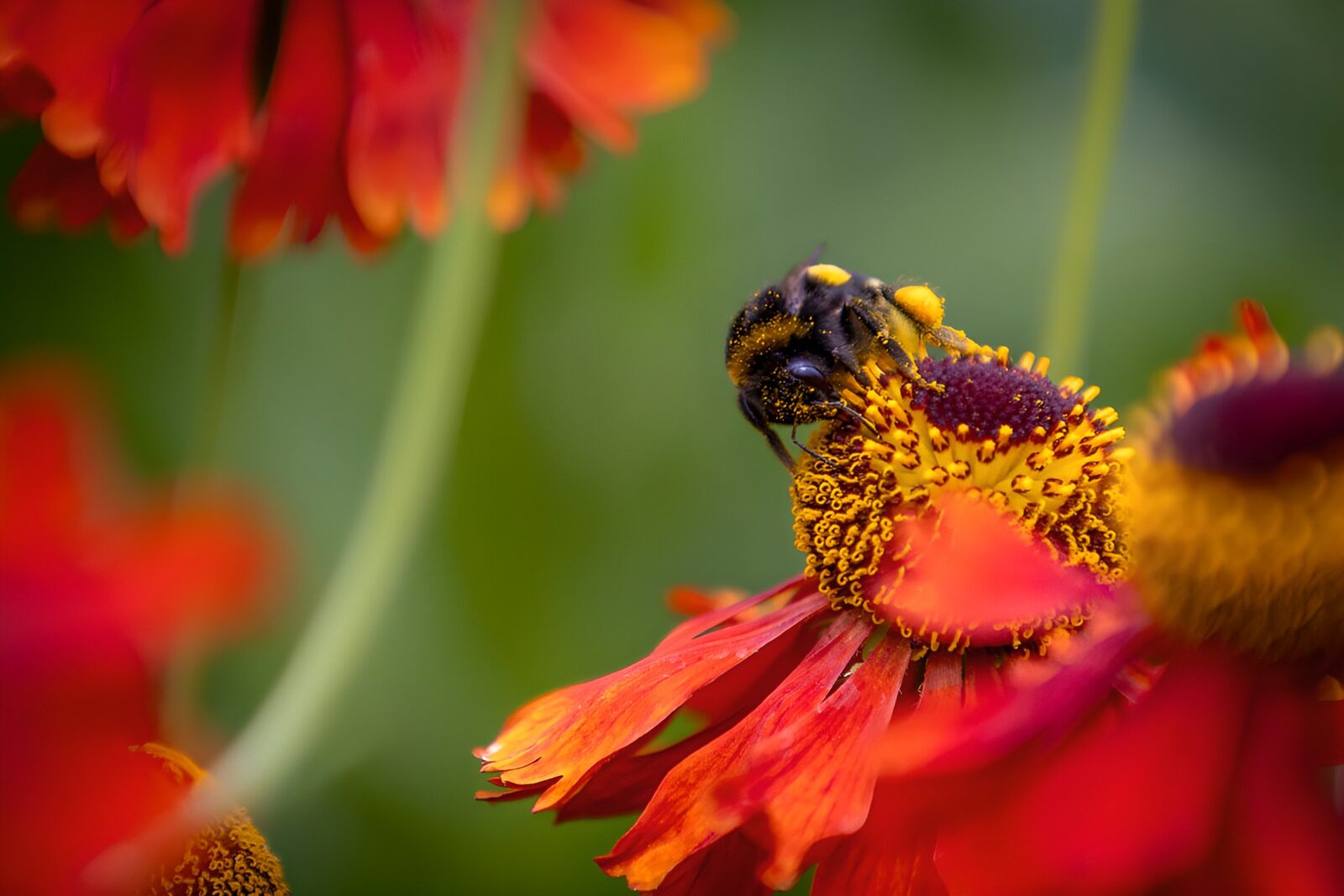 TP56796: Hommel op rood-oranje bloem
