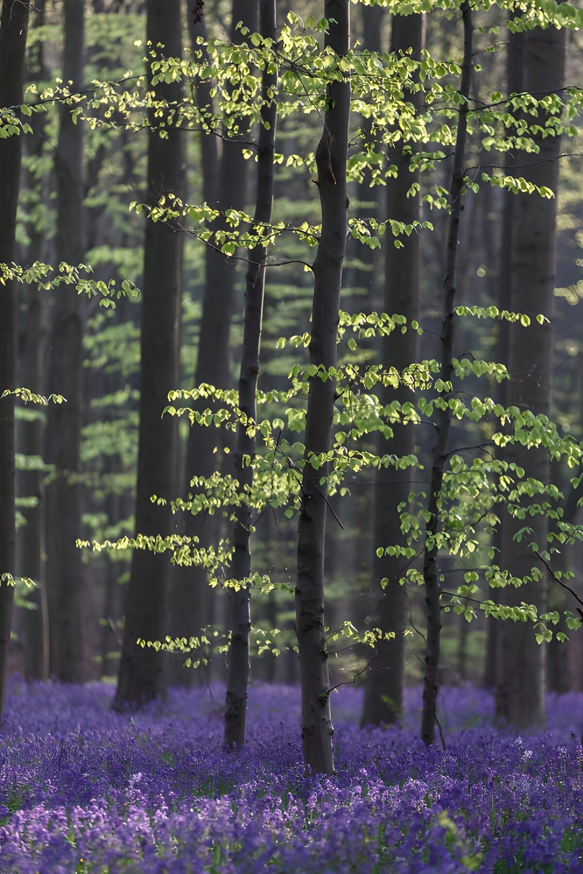 Prachtige Blauwe Sluiers in het Bos