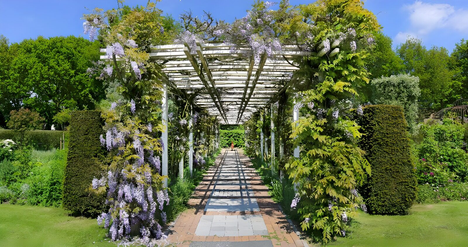 TP39555: Pergola met blauwe regen