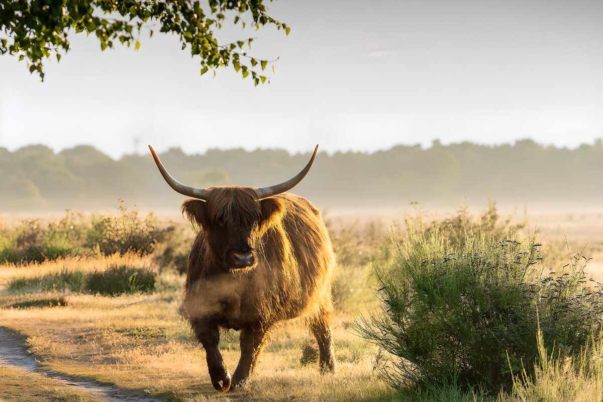 Hooglander in de Mist