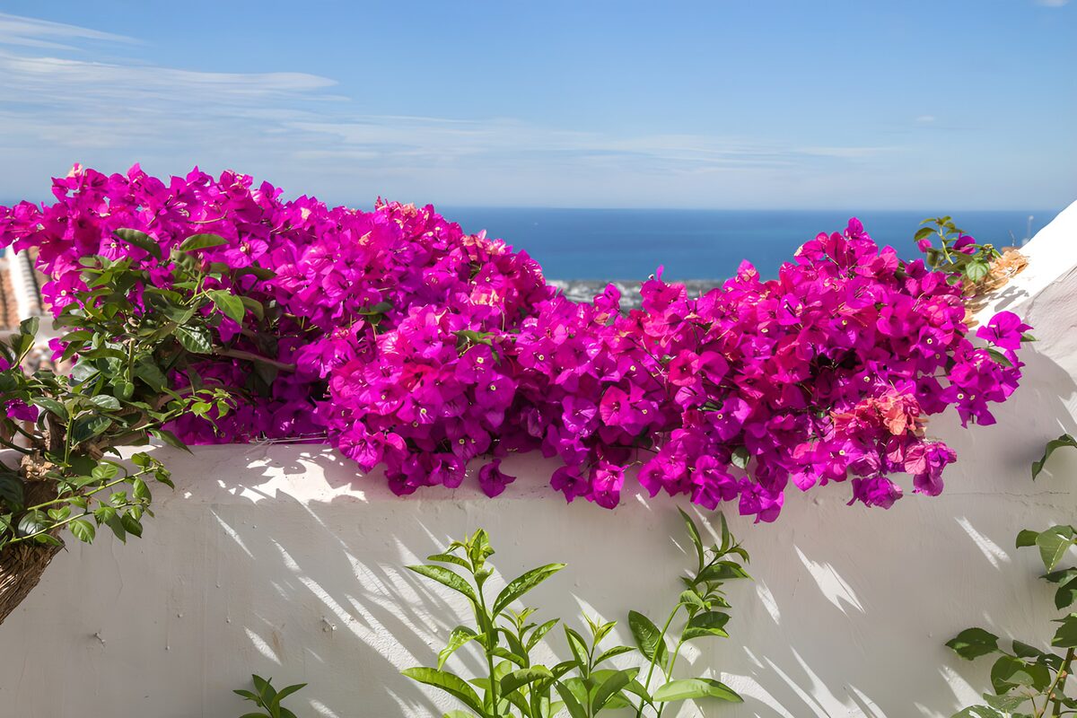 Kleurrijke bougainvillea met zeezicht