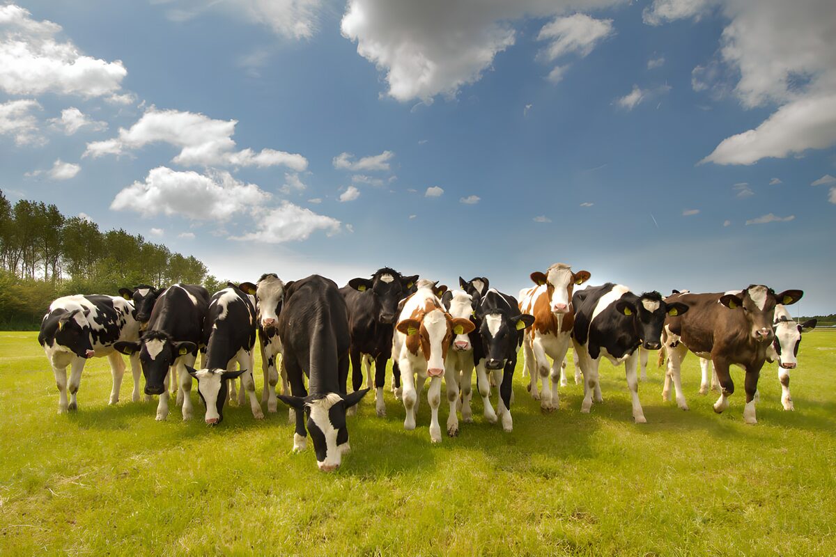 Groep koeien op een groene weide