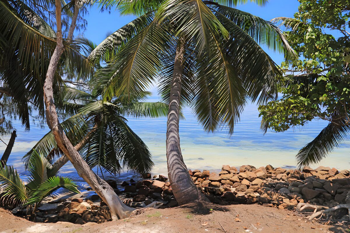TP22496: Tropisch Strand met Palmbomen