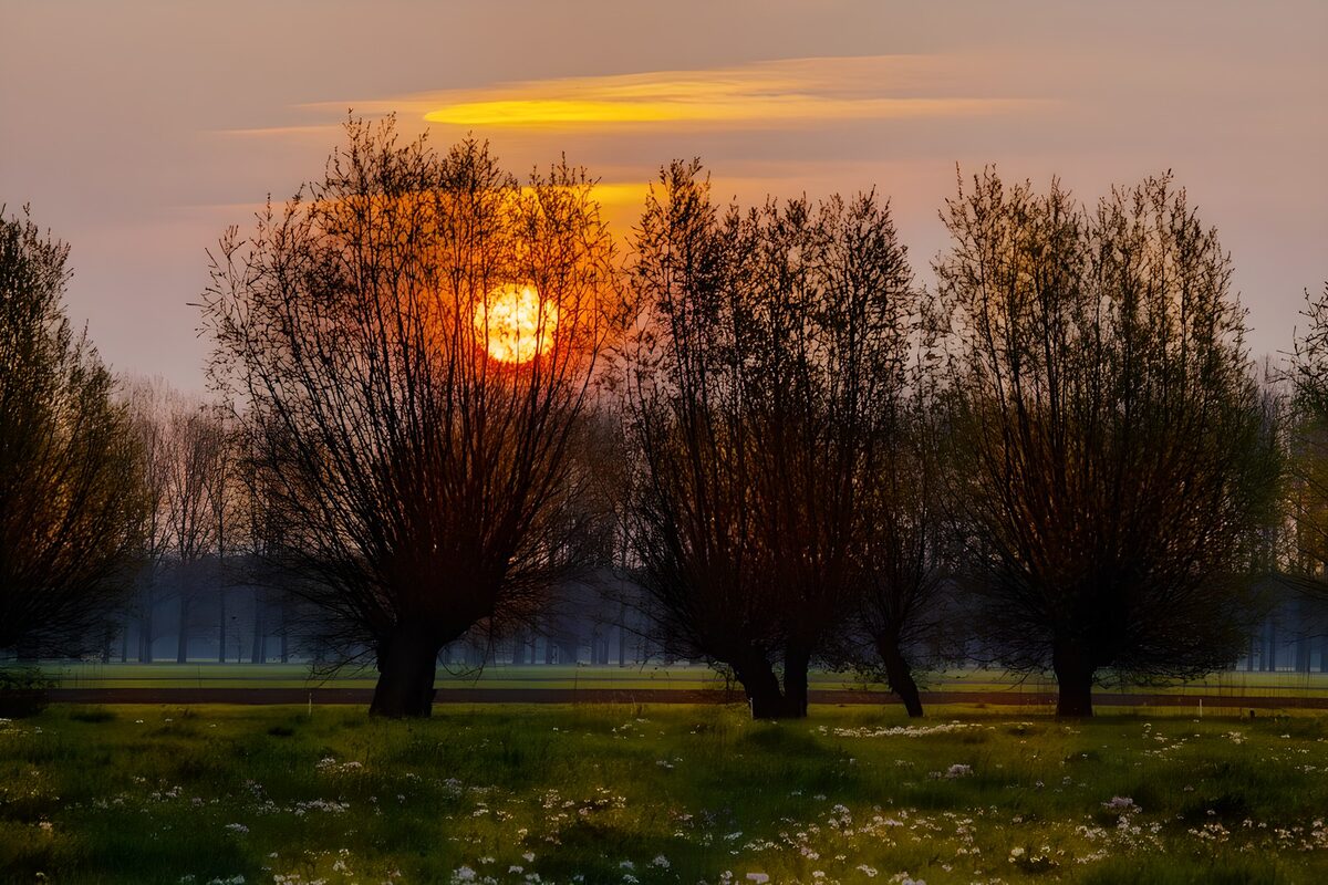 Zonsopgang achter wilgenbomen