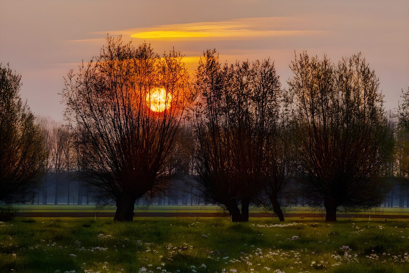 TP83230: Zonsopgang achter wilgenbomen