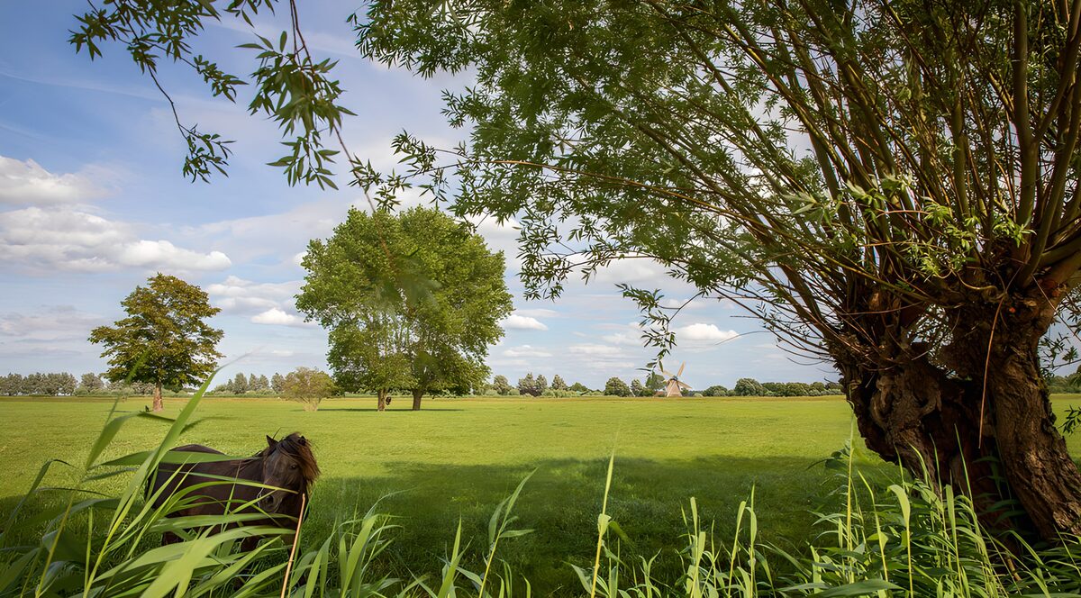 TP45633: Rustig landschap met paarden en bomen