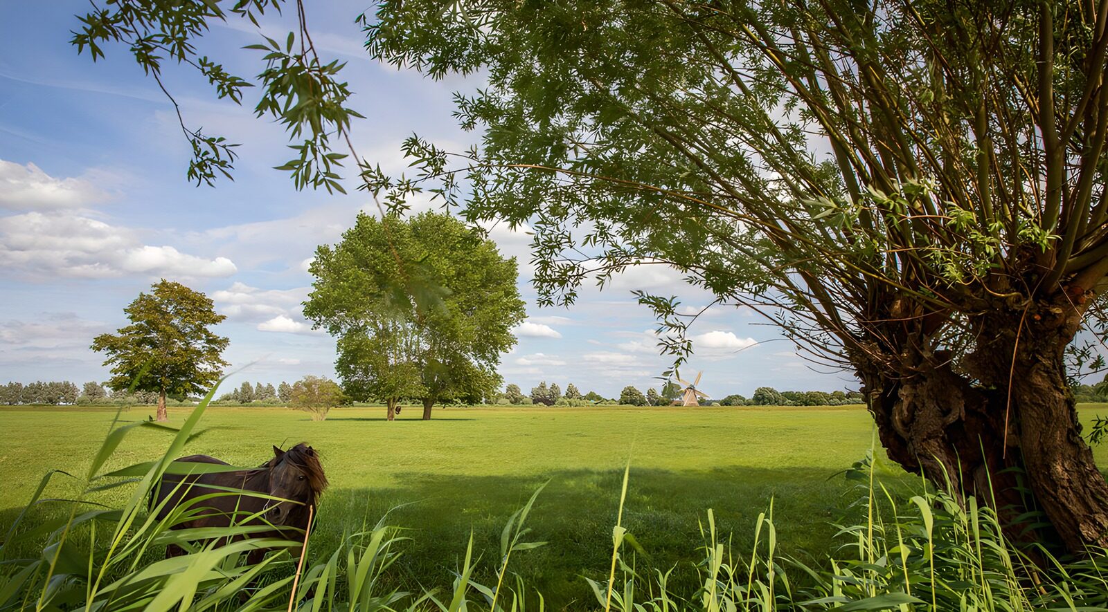 TP45633: Rustig landschap met paarden en bomen