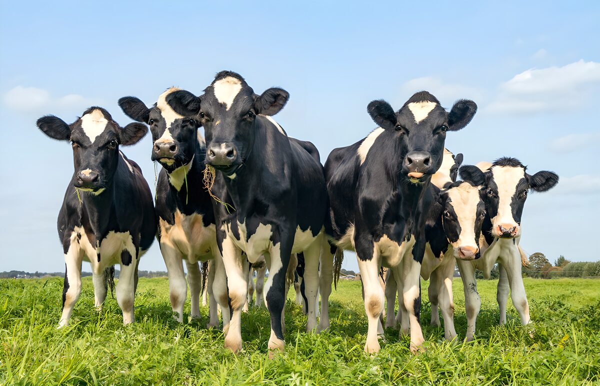 Groep koeien in een groene wei