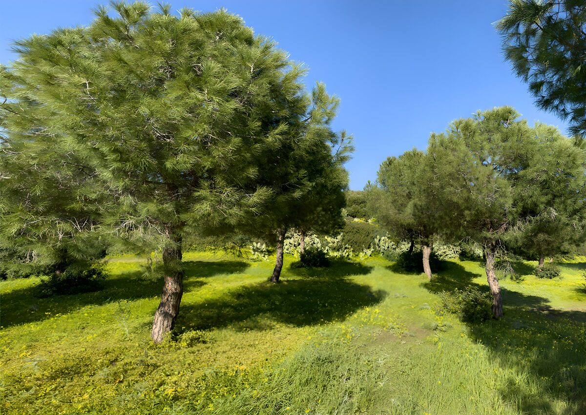 Groene bomen onder een blauwe lucht