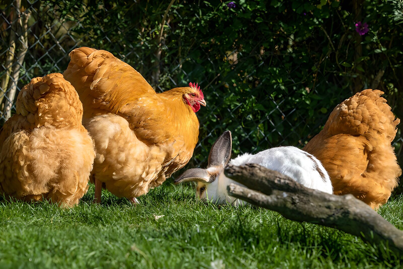TP61492: Gemengd leventje op de boerderij