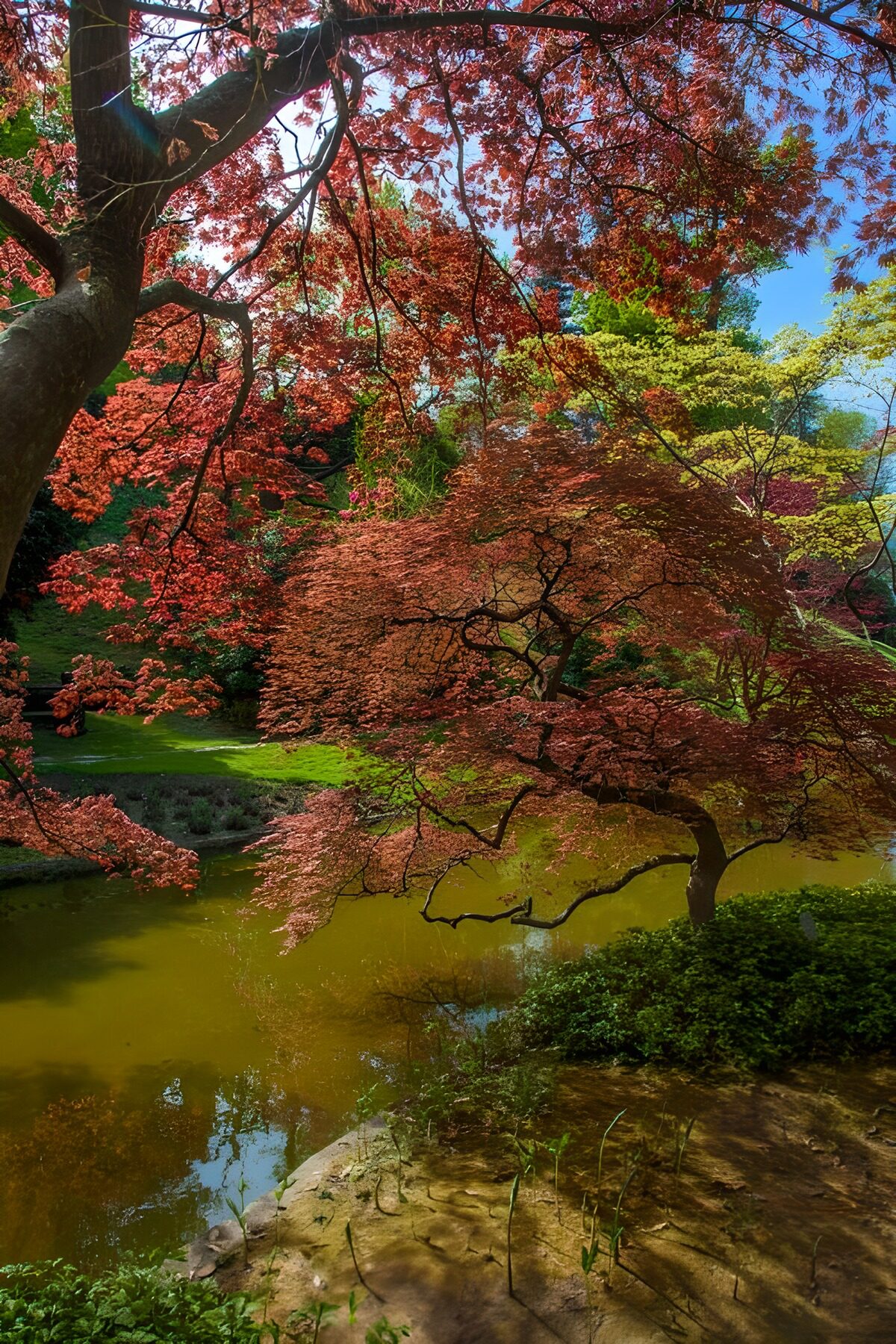 TP81217: Japanse tuin met uitzicht op vijver
