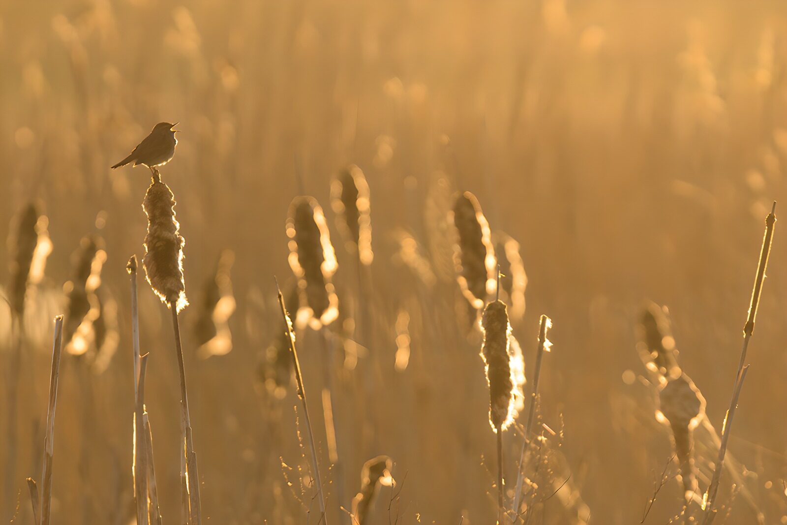 TP36407: Vogel zingt in gouden ochtendlicht