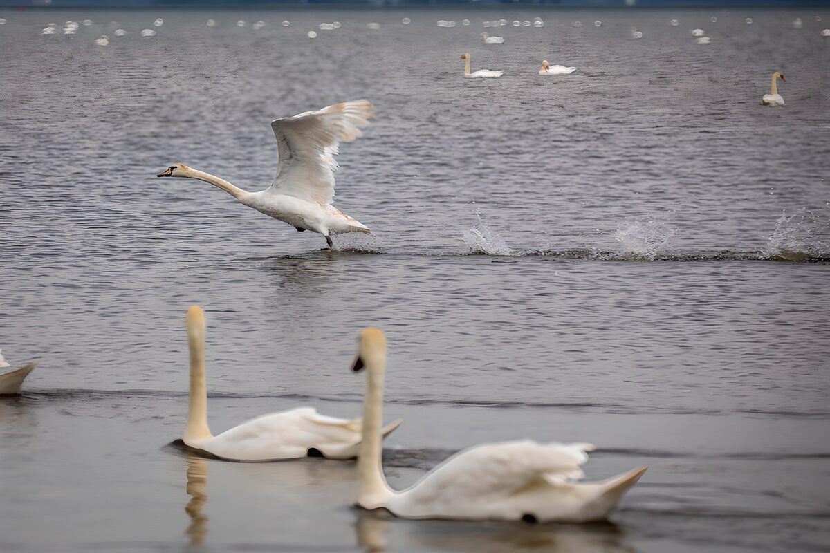 TP82448: Zwevend Zwanen op het Water