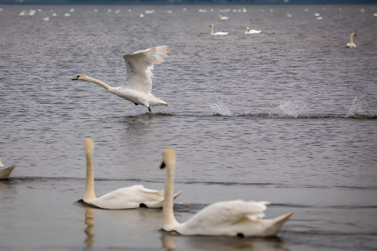 TP82448: Zwevend Zwanen op het Water