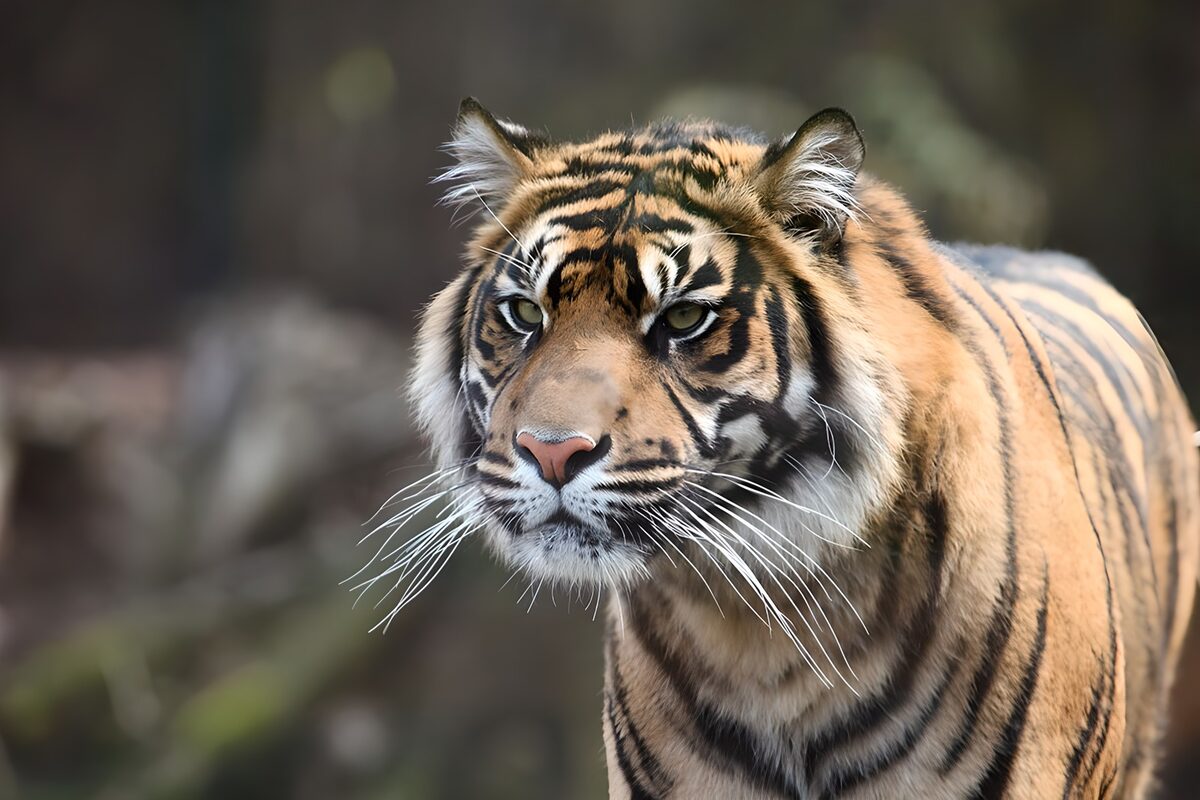 Majestueuze tijger in close-up